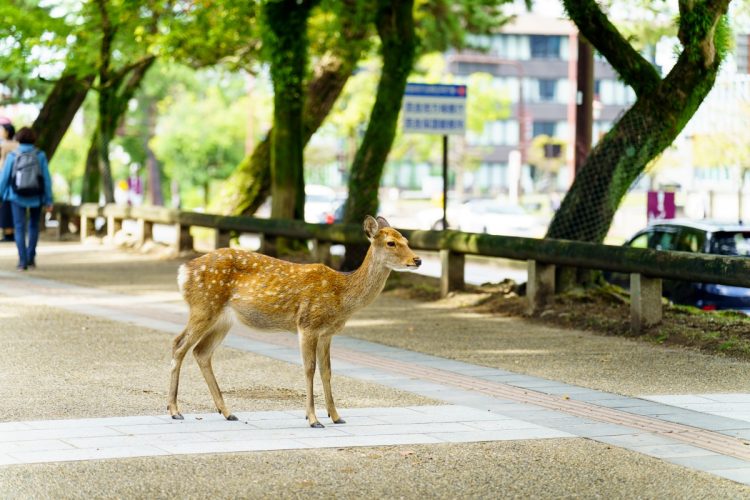 天然記念物に指定されている奈良公園の鹿（写真：イメージマート）