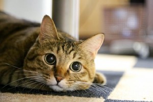 猫や犬の去勢手術にも給付金が