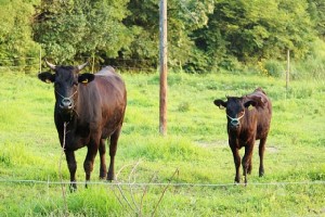 移住すると牛がもらえる地域も