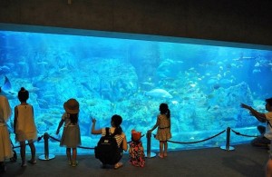 様々な割引サービスを受けられる水族館の年間パスポート