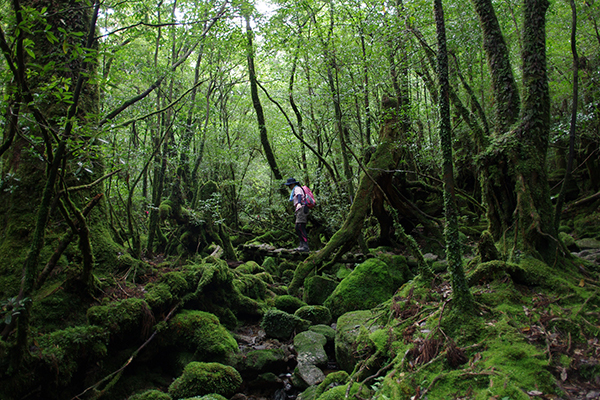 自然の宝庫・屋久島の森