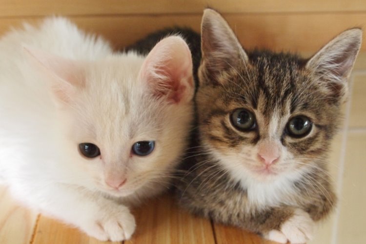 高齢になると犬や猫の里親にもなれない？（イメージ）