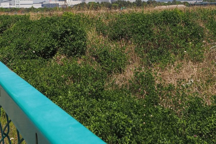 「相続した不要な土地を国に渡せる」新制度をどう活用するか（写真：イメージマート）