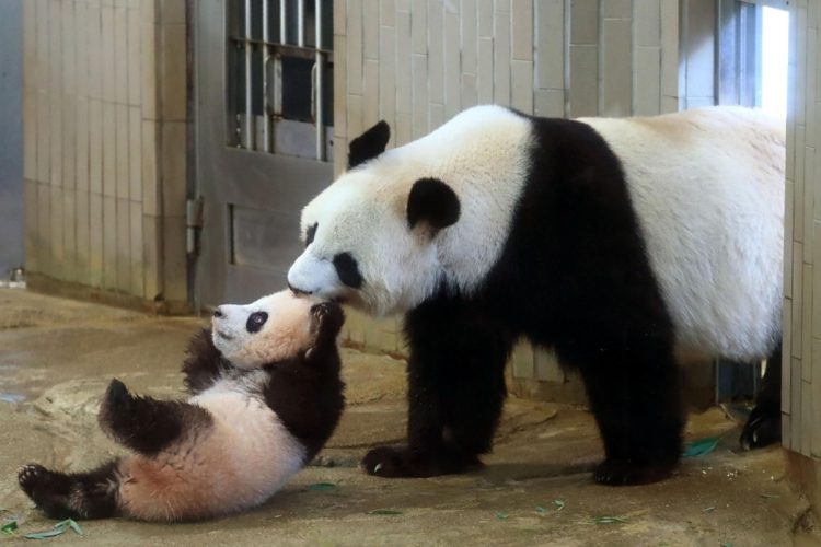 新たなパンダが日本を訪れるのはいつか（左からシャンシャンと母親のシンシン／写真＝共同通信社）