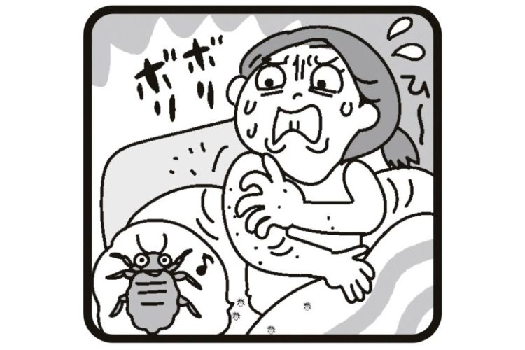 日本でもジワジワ増えているトコジラミにどう対処すべきか