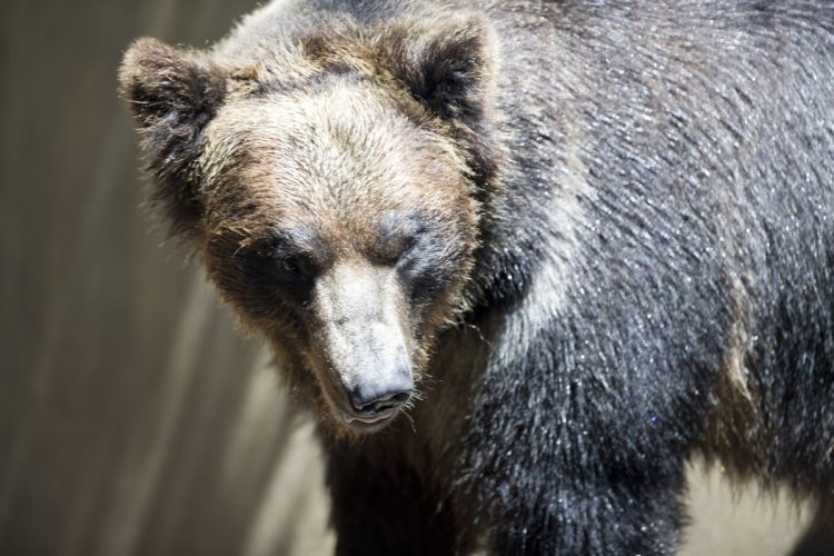 『鳥獣保護管理法』改正で何が変わったのか（写真：イメージマート）