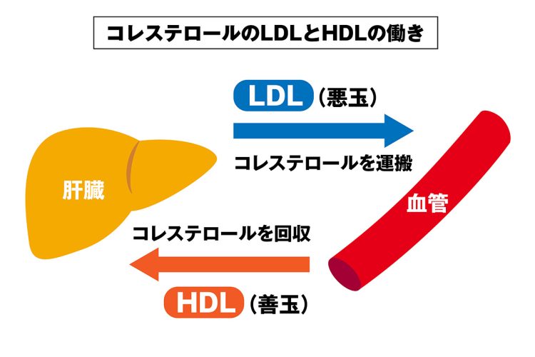 LDLが肝臓で作られたコレステロールを運ぶ一方、HDLは血管に溜まった余分なコレステロールを回収して肝臓に戻す役割を担っている