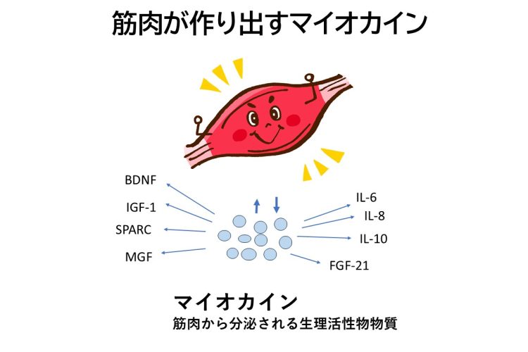 運動をすると様々なマイオカインが分泌され、免疫機能の強化、心臓病の予防や改善、糖や脂肪の代謝促進、脂肪肝の改善、大腸がんの抑制などの効果が得られる
